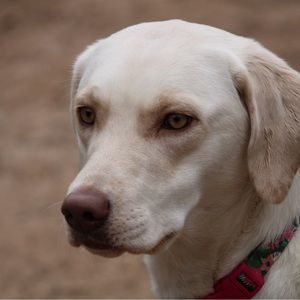 Meet my Yellow Lab Oakley